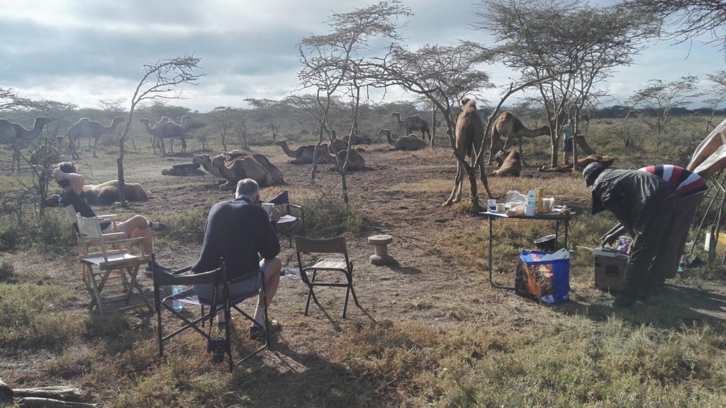 Camels on Soysambu